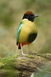 Noisy Pitta (Pitta versicolor), New South Wales, Australia