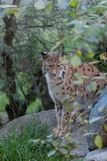 Eurasian lynx