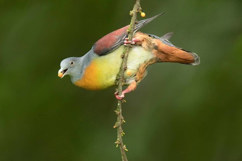 Little Green Pigeon (Treron olax) male, Selangor, Malaysia