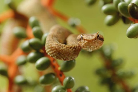Eyelash viper