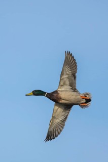 Mallard, Anas platyrhynchos, male in flight over winter marshes