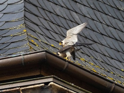 Peregrine Falcons (Falco peregrinus), adult pair copulateing on a church tower roof, beside their
