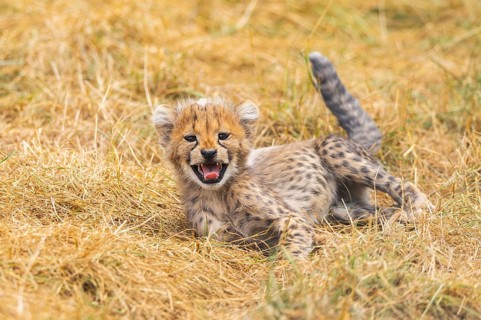 Cheetah (Acinonyx jubatus) youngster lying on a meadow, captive, occurrence Africa