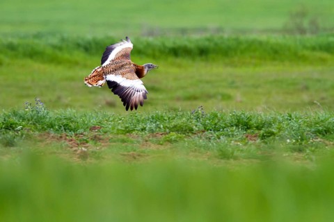 Great Bustard (Otis tarda) male flying, Castile-La Mancha, Spain