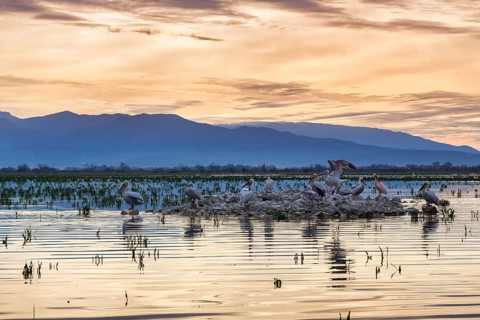 Dalmatian pelicans (Pelecanus crispus) on an island in Lake Kerkini, Lake Kerkini, dawn, Central