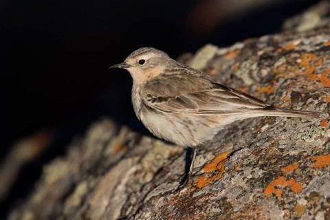 Water Pipit - Bergpieper - Anthus spinoletta ssp. blakistoni, Kyrgyzstan, adult
