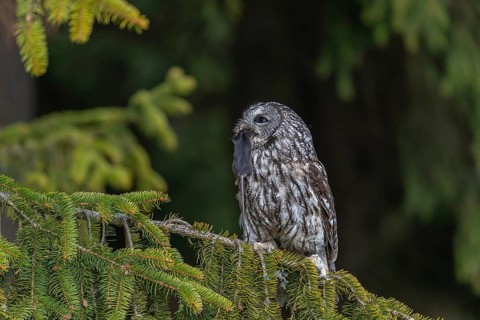 One tawny owl or brown owl (Strix aluco) sitting on a branch of a spruce tree, feeding on a mouse