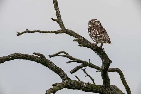 Little owl (Athene noctua), Emsland, Lower Saxony, Germany