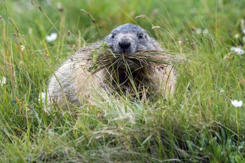 Alpine groundhog with collected grass in its mouth, animals, mammals, (Marmota marmota), rodents