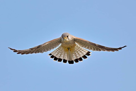 Kestrel (Falco tinnunculus), male, in flight, shaking, searching for prey, Canton Zug, Switzerland