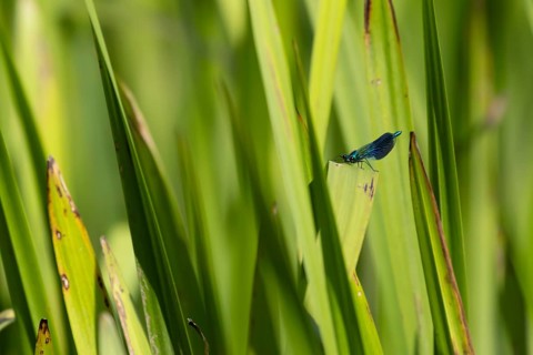 Banded demoiselle damselfly (Calopteryx splendens) adult male insect resting on a reed leaf in