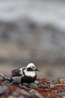 Ferruginous Duck, (Clangula hyemalis), animals, birds, ducks, duck birds, Varanger, Finnmark,