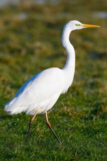 Great Egret (Ardea alba), Netherlands