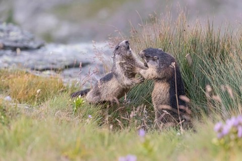 Two young Alpine Marmots, Marmota marmota, play fighting in tall green grass