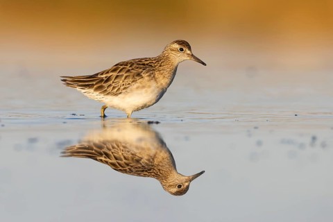 Sharp-tailed Sandpiper (Calidris acuminata), Victoria, Australia