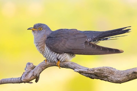 Common cuckoo (Cuculus canorus), Coucou gris, Cuco Europeo, Cuco Común, Ast, branch, Ormoz area,