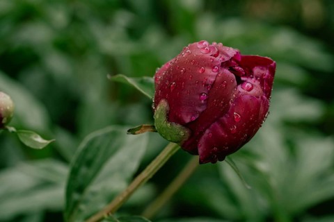 A vibrant peony bud adorned with raindrops glistens beautifully against a backdrop of lush green