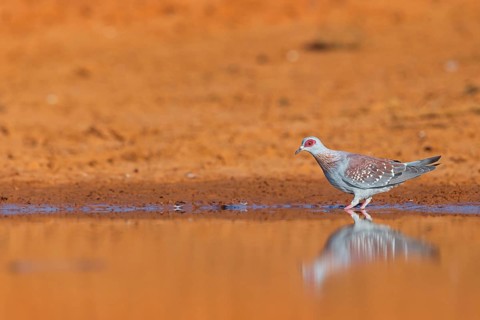 Africa, Gambia, speckled pigeon (Columba guinea), Pigeon roussard, Paloma de Guinea, Pigeon,