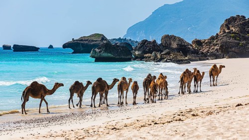 Camels (Camelidae) on the Fazayat beach of Al Hauta, Dhofar Province, Arabian Peninsula, Sultanate