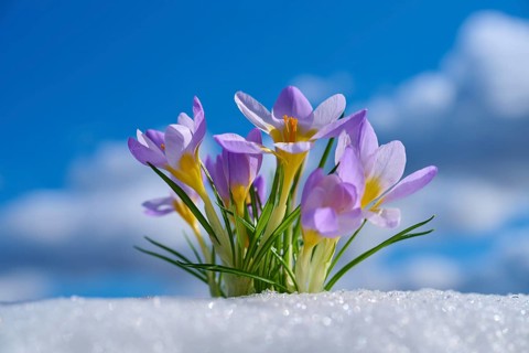 Crocuses with purple flowers against a blue sky and clouds, spring, Bavaria, Germany