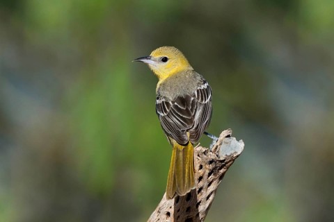 Hooded Oriole Icterus cucullatus Amado, Arizona, United States 16 April Adult Female Icteridae