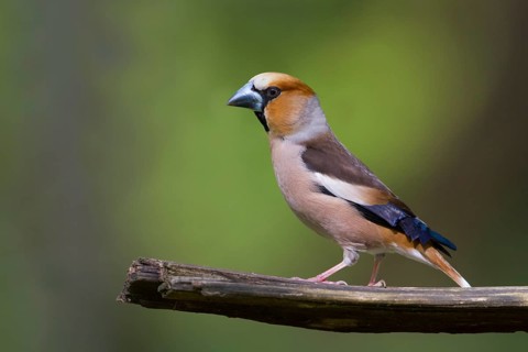 Hawfinch - Kernbeisser - Coccothraustes coccothraustes, Poland
