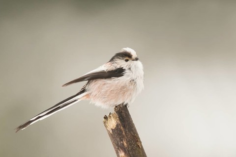 Long-tailed Tit (Aegithalos caudatus europaeus) perched on a broken branch, Bavaria, Germany