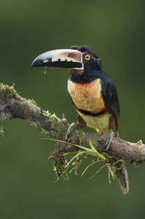 Collared Aracari (Pteroglossus torquatus), Costa Rica