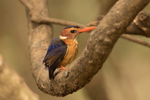 African Pygmy Kingfisher (Ispidina picta), Gambia