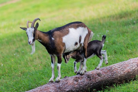 One female Tauernschecke goat, Capra aegagrus hircus, balancing along a tree trunk lying on meadow.
