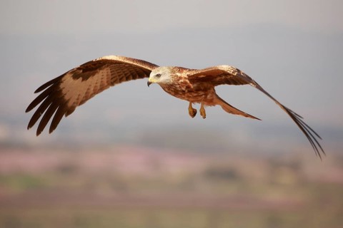 Red Kite (Milvus milvus) flying, Spain