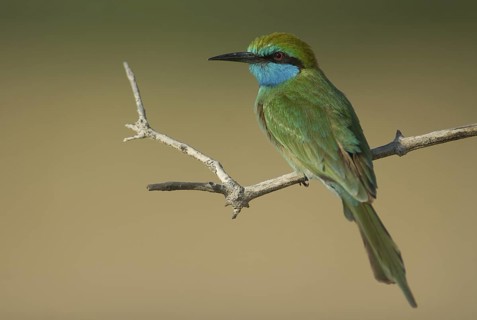 Green Bee-eater (Merops orientalis), Oman