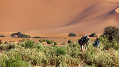 Person with camel walking through desert landscape with sand dunes and scattered greenery, Tuareg