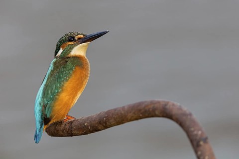 Kingfisher, (Alcedo atthis), animals, birds, kingfisher family, perch, biotope, habitat, Gome