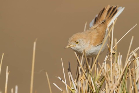 African Desert Warbler - Saharagrasmücke - Sylvia deserti, Morocco