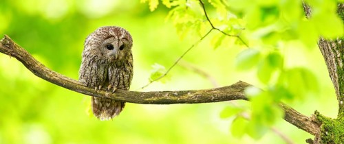 Tawny owl, (Strix aluco), perch, autumn, autumn forest, golden October, animals, birds, owl family,