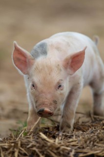 Domestic pig (Sus scrofa domesticus) juvenile baby piglet farm animal in a field, England, United