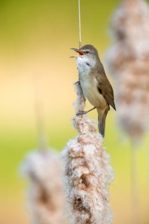 Great Reed Warbler (Acrocephalus arundinaceus) singing from a cattail, Poland