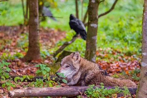An adult male eurasian gray wolf (Canis lupus lupus) rests on a forest floor. A common raven