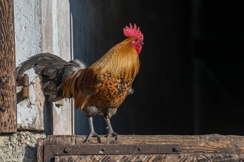 A rooster is standing on a wooden board. The rooster has a black tail and a red head. Lower Rhine,