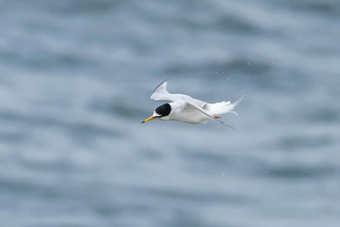 Little tern (Sternula albifrons) adult bird in shaking in flight over the sea in summer, Suffolk,