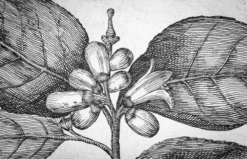 Flowering lemon tree, citrus fruit, copperplate engraving from Giovanni Baptista Ferrari