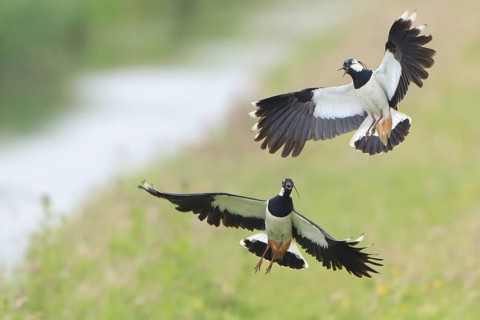 Northern Lapwing (Vanellus vanellus) juvenile, Netherlands