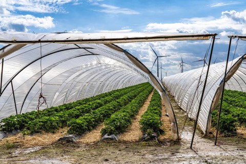 Agriculture, large areas with foil tunnels, for the cultivation of strawberries, wind farm, south
