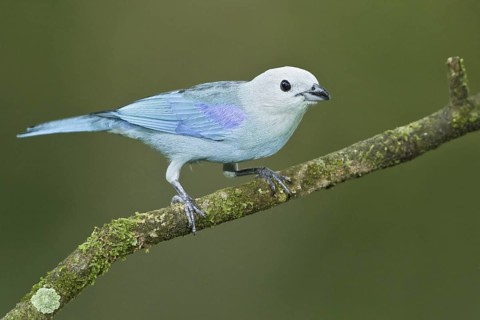 Blue-grey Tanager (Thraupis episcopus), Trinidad and Tobago