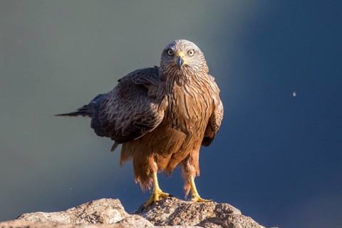 Black Kite (Milvus migrans), Madrid, Spain