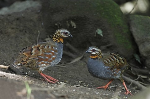 Rufous-throated Partridge (Arborophila rufogularis), Mae Wong, Thailand