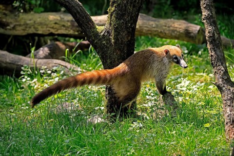 South American coati (Nasua nasua), adult, foraging, alert, Central America, Latin America