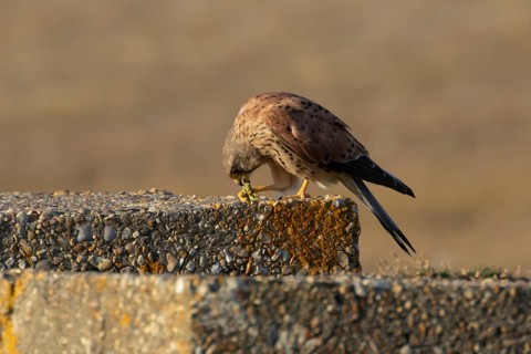 Common kestrel (Falco tinnunculus) adult falcon bird eating a grasshopper on a concrete post,