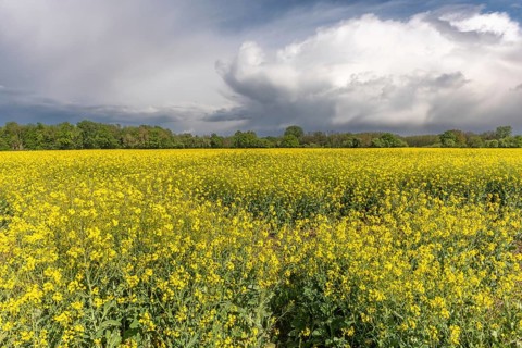 Fields of rape apples in bloom in spring. Bas Rhin, Alsace, France